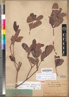 Image result for Mascarenhasia