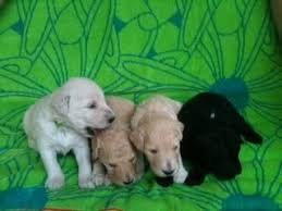 Check spelling or type a new query. Adorable Irish Doodle Puppies For Sale In San Antonio Texas Classified Americanlisted Com