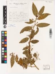 Image result for Opilia amentacea