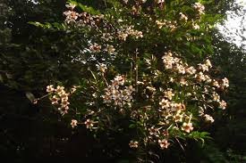 Image result for Rothmannia longiflora