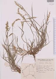 Image result for Cenchrus biflorus