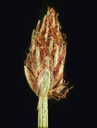 Image result for Eleocharis decoriglumis