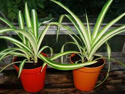 A general rule of thumb is to water a spider plant when the top inch of soil is dry. Chlorophytum Comosum Picturatum Spider Plant Indoor House Plants