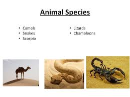 Adaptations are special characteristics that an organism is born with and which enable it to survive in its natural habitat. Desert Biome By Josh Brown And Mary Laurel Parks Ppt Download