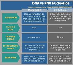 We wish to suggest a structure for the salt of deoxyribose nucleic acid (dna). Pin On Science