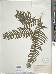 Image result for Pteris linearis