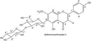 Image result for Campylospermum densiflorum