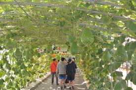 屏東縣農業大學是屏東縣政府辦理的免費農業課程，主要針對年滿18歲且設籍在屏東縣，對農業發展有興趣者所建立的農業學習平台，期望透過培育農業人才 see more of 屏東縣農業大學 on facebook. Yb8z3ctj2yrckm