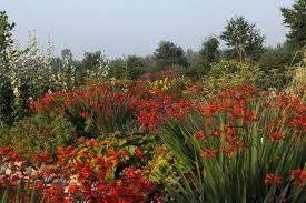 Riesen Montbretie Crocosmia Paniculata Stauden Knollenpflanzen Staudenbeet