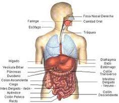 Resultado De Imagen Para Todos Los Organos Del Cuerpo Humano Y Sus Funciones Organos Del Cuerpo Humano Cuerpo Humano Anatomia Anatomia Del Cuerpo