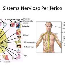 Partes del sistema nervioso y enfermedades más comunes. La Funcion De Relacion El Sistema Nervioso Pictoeduca