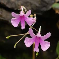 زهرة البلسم in 2021 spring flowers summer flowers flowers