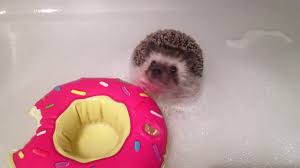You can bathe your hedgehog in a sink or tub in your home. Hedgehog Taking A Bubble Bath Youtube