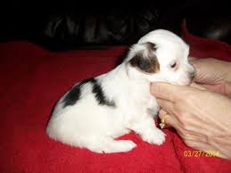 Yorkie puppies for sale in california. Parti Yorkies Pets And Animals For Sale Indiana