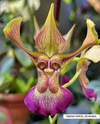 Lucy Clock | Monkey orchid, or *Dracula ...