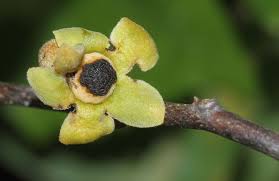 Image result for Uvaria tanzaniae