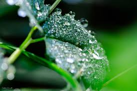 Macro photography isn't just about insects! 🪲 It's a journey into ...