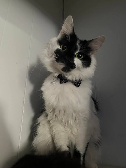 Reverse Tuxedo Cat Photos and Experiences