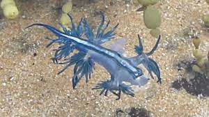 Check spelling or type a new query. Dancing Glaucus Atlanticus Blue Dragon Nudibranch Australia P1080004 Mp4 Youtube