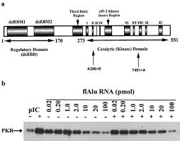 Kelas iii belajar ipa di ruangan i dan kelas iv belajar ips di ruangan 2 yang terhubung dengan ruang 1. Pkr A Sentinel Kinase For Cellular Stress Oncogene