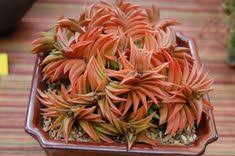 See more ideas about succulents, cactus and succulents, cactus. 310 Succulents Rule Ideas Succulents Plants Planting Succulents