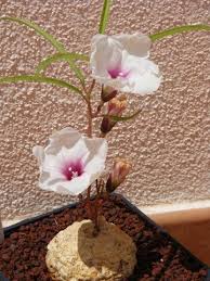 Image result for Ipomoea welwitschii