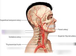 They split into the external and internal. Head Neck Arteries Diagram Quizlet