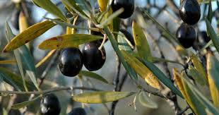 Pin On Olive Oil
