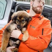 Auf couch gesucht finden sie über 1.000 hunde, die ein neues zuhause suchen. Hunde Karnten Hunde In Totungsstationen Suchen Ein Zuhause Katze Gesucht