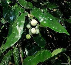 Image result for Curtisia dentata