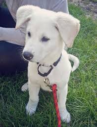 Black And White German Shepherd Lab Mix Oakley The Labrador Retriever Mix Labrador Retriever Labrador Retriever Mix Black Labrador Dog