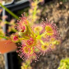 Image result for Drosera