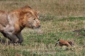 1 572 Likes Jonathan Angie Scott Thebigcatpeople On Instagram Unbelievably This Little Guy Got Away Thompson Gazel South Africa Wildlife Animals Cats