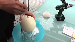The most popular types of eggs chosen by most people are hen eggs, duck eggs, goose eggs, emu egg, etc. Ostrich Eggs How To Blow Out An Ostrich Egg Youtube