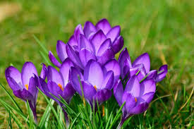 Lavender is one of the most recognizable purple flowers around and is known for its strong, flowery scent. Growing Crocuses Planting Caring For Crocus Flowers Garden Design