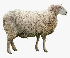 We did not find results for: Kambing Biri Biri Jantan Hd Png Download Transparent Png Image Pngitem