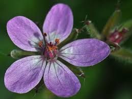 Image result for Exochaenium baumianum