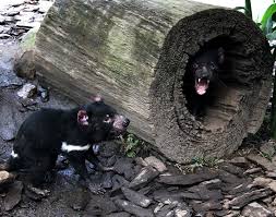 Check spelling or type a new query. 10 Facts About Tasmanian Devils Rainforestation