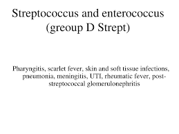 Image result for Group D Streptococcus