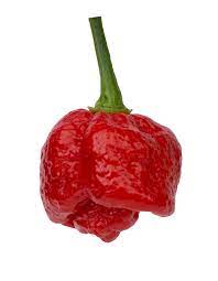 Nov 28, 2020 · the trinidad moruga scorpion pepper is a landrace variety found on the caribbean island of trinidad. Trinidad Moruga Scorpion Pepperhead