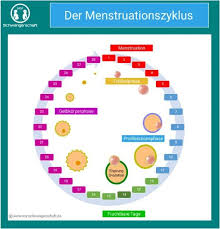 Schwangerschaftsrechner Vom Eisprung Bis Geburtstermin
