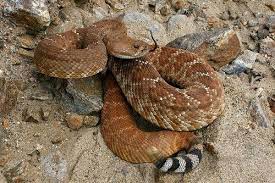 Red Diamond Rattlesnake Crotalus R Ruber Palomar Mountain Northern San Diego Co Ca Usa Via San Diego Beautiful Snakes Rattlesnake Red Diamond