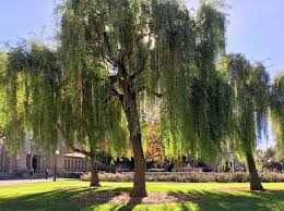 Image result for Maytenus