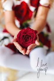 Ann George Love Rose Flower Rose Flower Wallpaper Rose