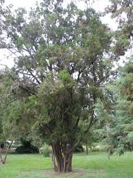 Image result for Juniperus procera