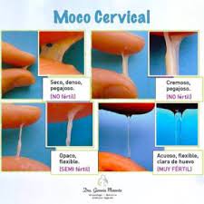 Metodo Del Moco Cervical Para Detectar Dias Fertiles