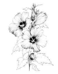 Hibiscus Sketch Line Drawing Coloring Page Clipart Large Botanical Art A1 Print A4 Blac In 2020 Pencil Drawings Of Flowers Flower Line Drawings Line Art Drawings
