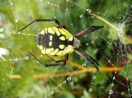 Big Black And Yellow Striped Spider Black And Yellow Garden Spider Big Spiders Spider Garden Spider