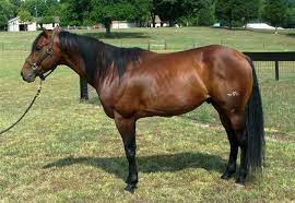 But how much does the 'average' horse cost? How Much Does An American Quarter Horse Weigh