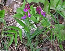 Image result for Lathyrus